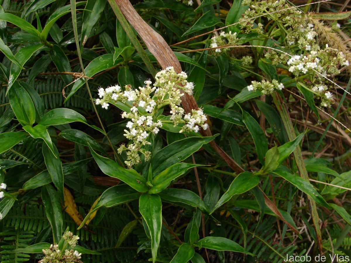 Hedyotis fruticosa L.